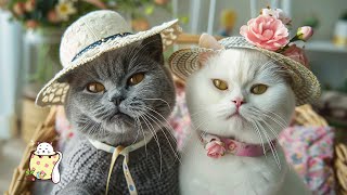 Cat Music  Relaxing Music, Cat Purring Sounds, Sleep Music, Stress Relief, Beat Insomnia