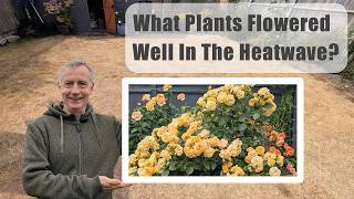 What Plants Flowered Well In The Heatwave?