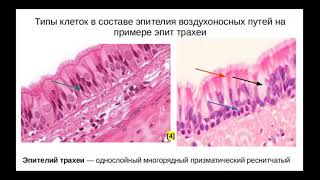 Гистологическое строение органов дыхательной системы. Эпителий воздухоносных путей. Препарат: Трахея