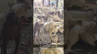 Subscribe karo guys.. #viral#youtubeshorts#reels#viralvideo#bakraeid#goat#shorts