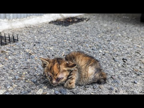 悩みましたが目が癒着している子猫を保護しました