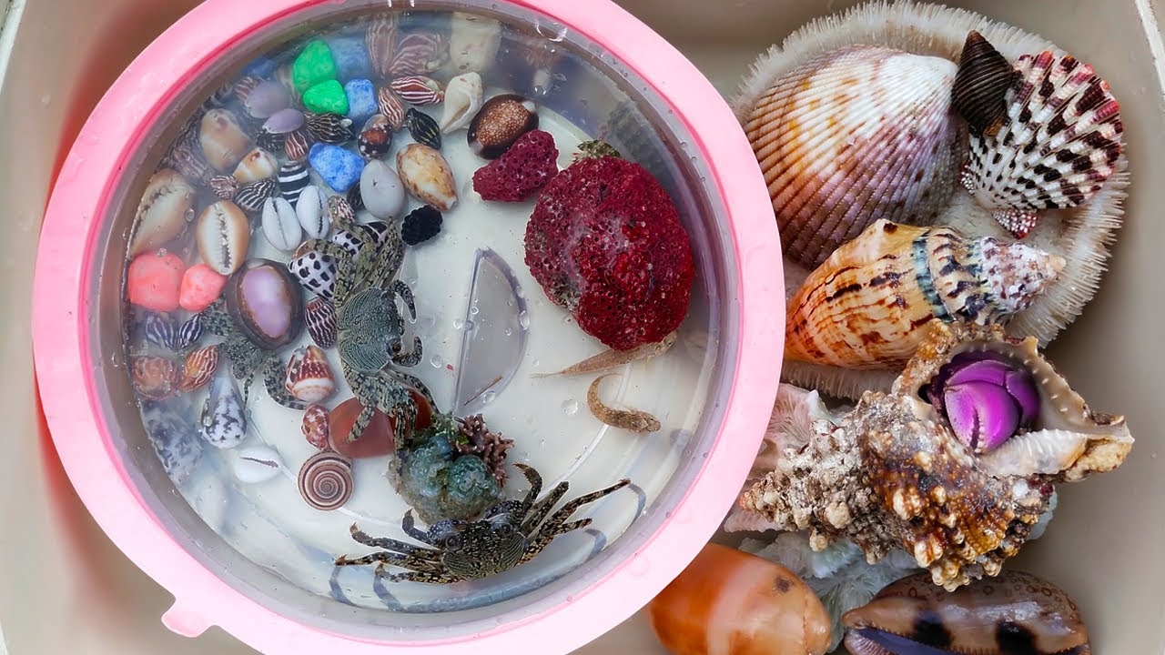 PETUALANGAN! Mencari Kelomang Besar dan Kepiting Laut, Keong dan Siput, Kerang, Ikan Laut