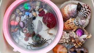 Pakikipagsapalaran! Naghahanap ng Big Hermit crab at Sea Crab, Conch at Snails, Clams, Sea Fish