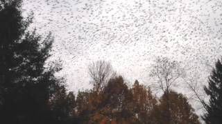 Birds flocking in Westmoreland County, Pennsylvania
