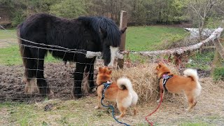 Shiba Inu sisters and a horse.