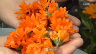 Südtiroler Kräuterrebellen Auf Südtirol Heute