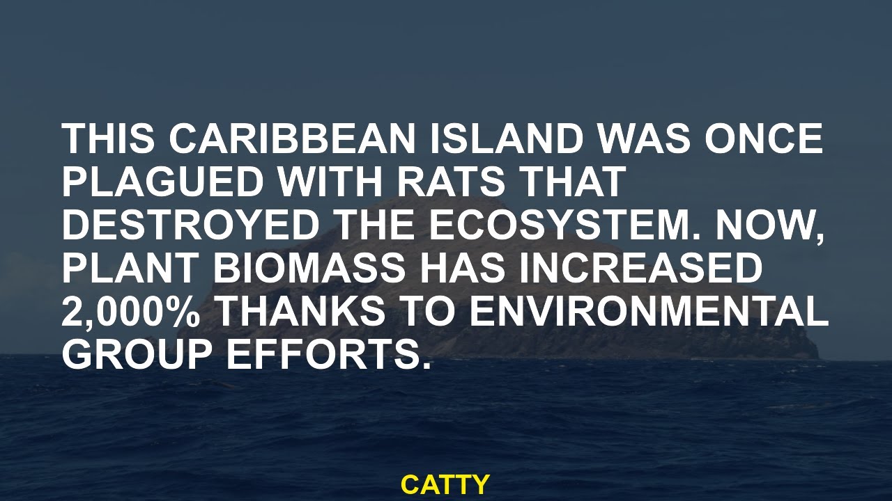 This Caribbean Island was struggling with rats that once destroyed the ...
