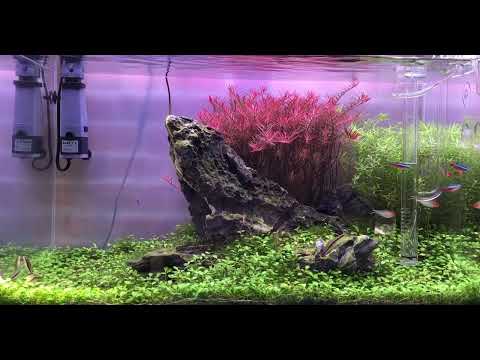 Iwagumi Style Aquascape