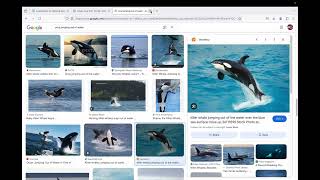 CodeHS (Monet) Advanced Web Design 5.16 | Interaction