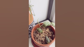 Hoya #imbricata is growing. The new set up is working. #hoya #plants #hoyaaddict #hoyaplant