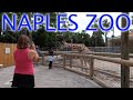 Exploring naples zoo in florida