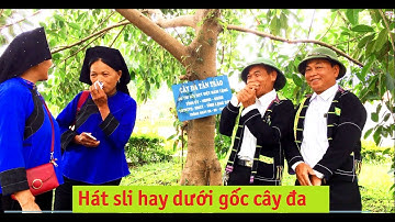 Hát Sli mới nhất - Cặp hát sli dưới gốc cây thông cây đa