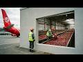 Why Major Airports Keep Millions Of Worms Alive 