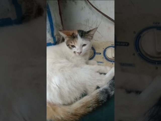 semenjak ada BGN kucing Indonesia Mey Mey jadi pintar #cat #cute #imut #funny