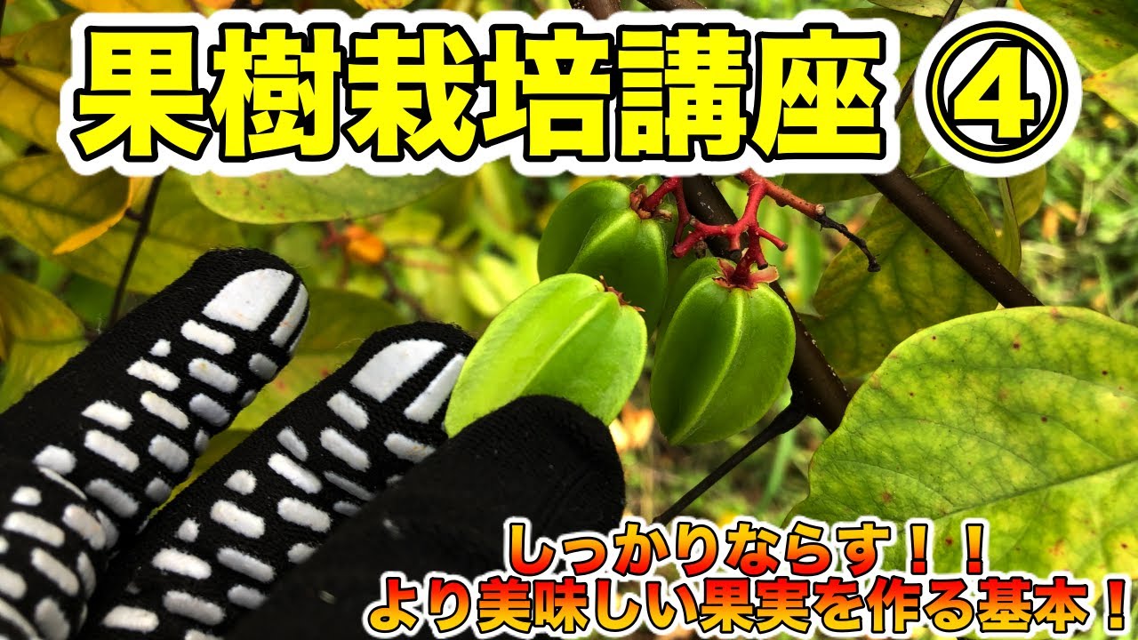 果樹栽培講座④】果樹をしっかり育てるために！人工授粉の必要性