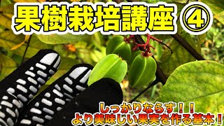 【果樹栽培講座④】良質な果実を作るため！受粉・人工授粉・ジベレリン処理・摘果のやり方，タイミング，葉果比