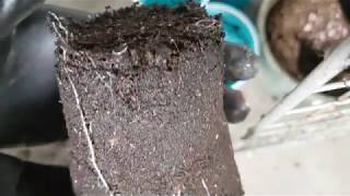 || UPDATE || {INDOOR GROW} Master K. Week3 Day6