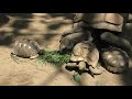 茶臼山動物園へ行って来ました！　00393 の動画、YouTube動画。