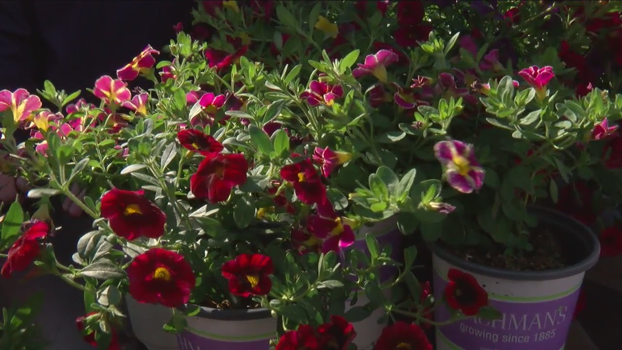 How To Pick Petunias YouTube