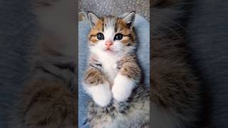Cute little kitten 🐈😻 #babykitten #cute #pet #shortsvideo #shorts