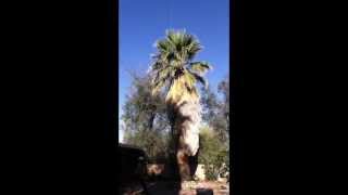Palm Pruning from the Top Down by Romeo Tree Service of Tucson