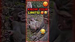 Know your limits, little one! 🙊🤣 #shortvideos #monkey #animallife