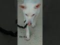 my cute dog moti