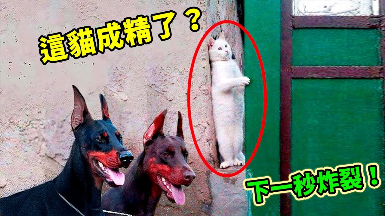 全網震驚？動物集體成精現場曝光，狗子藏錢，貓咪健身，猩猩躲雨，第一名竟被專家質疑是“人類偽裝”？