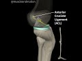 ACL Anatomy and function 🤓