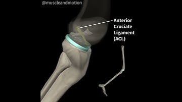 ACL Anatomy and function 🤓
