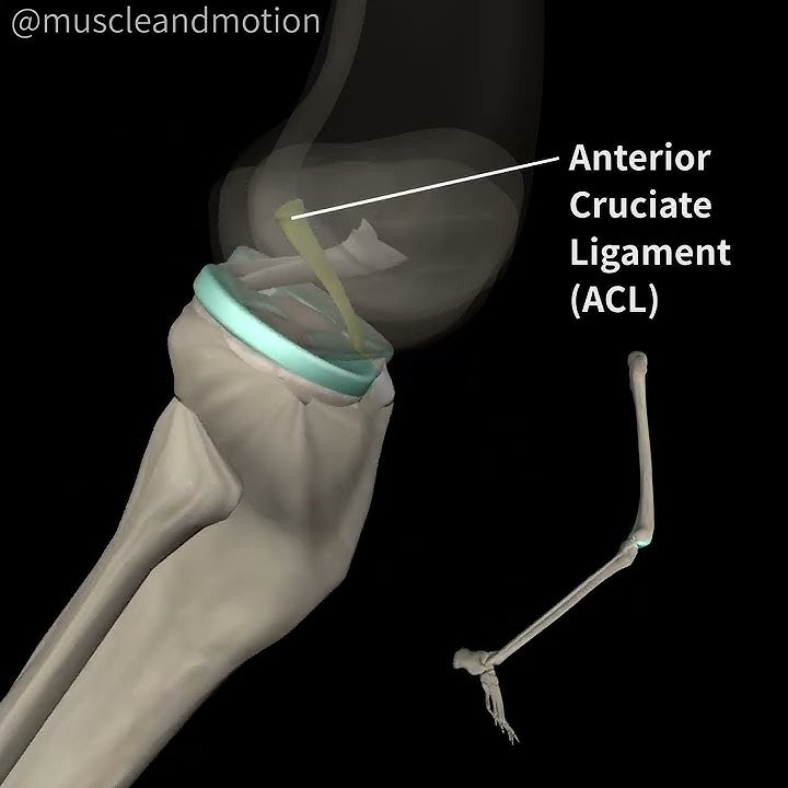 ACL Anatomy and function 🤓