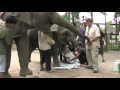 Baby elephant gets a new limb