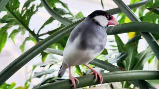 Brid Kingdom Niagara Falls Canada Aviary Walking Tour 2023