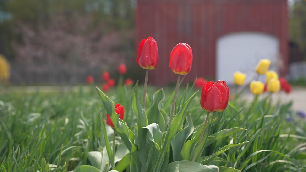 Springtime in Norfolk, MA