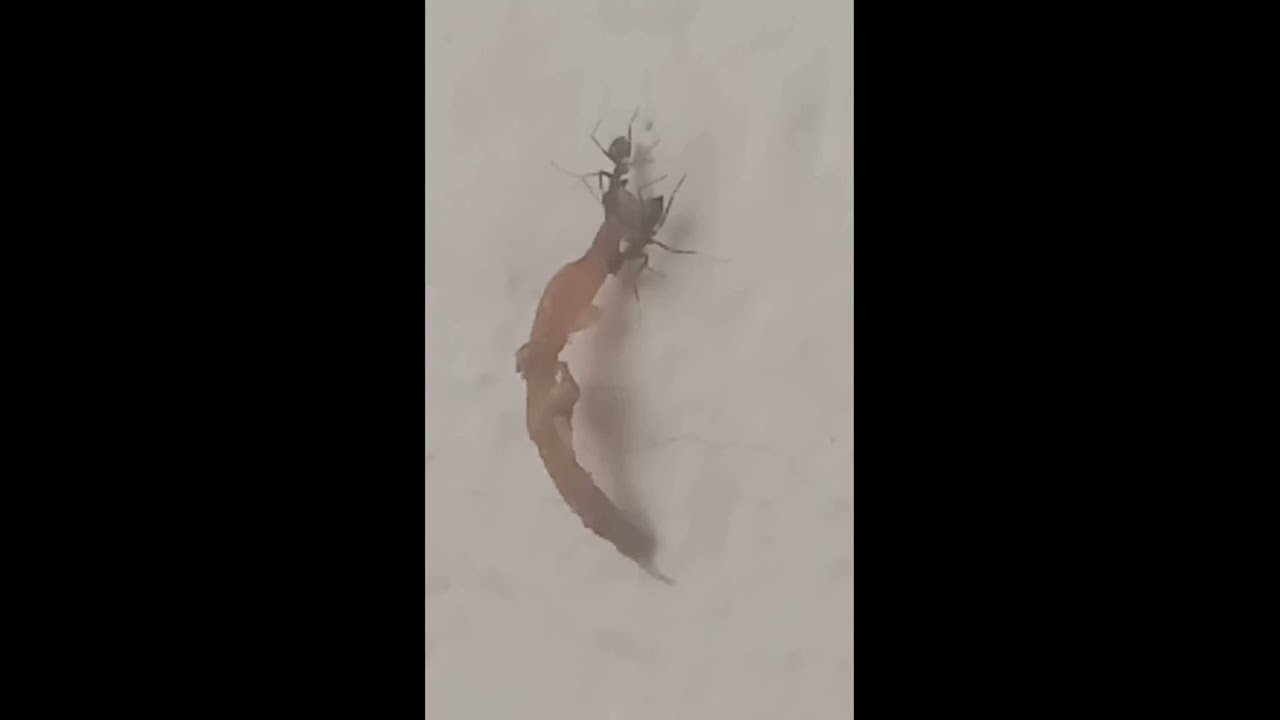 discovery|ant network