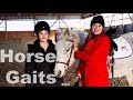 Learning How to Get Your Horse to Walk, Trot, and Canter
