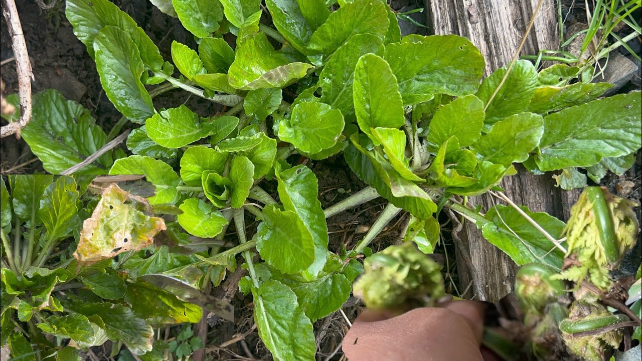 เลาะเก็บผักป่าผักกาดขม,ผักกูดกำลังออก16.04.25