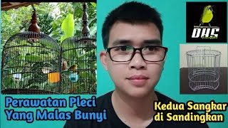 Cara Sederhana !! Mengatasi Pleci Malas Bunyi
