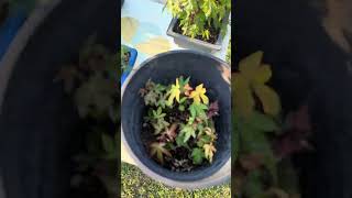 Mystical Garden Walk Thru after yard Maintenance! 