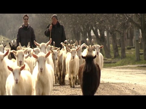 ვიდეო: გასაკვირი განსხვავებები ცხვარი და თხა