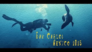 san carlos mexico dive 2025