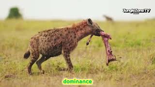 Spotted Hyena: Africa's Bone-Crushing Predator | Wildlife Documentary