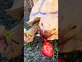 #asmr #asmrsounds #asmrvideo #turtle #tortoise #petlover #cuteanimals #sulcatatortoise #animals