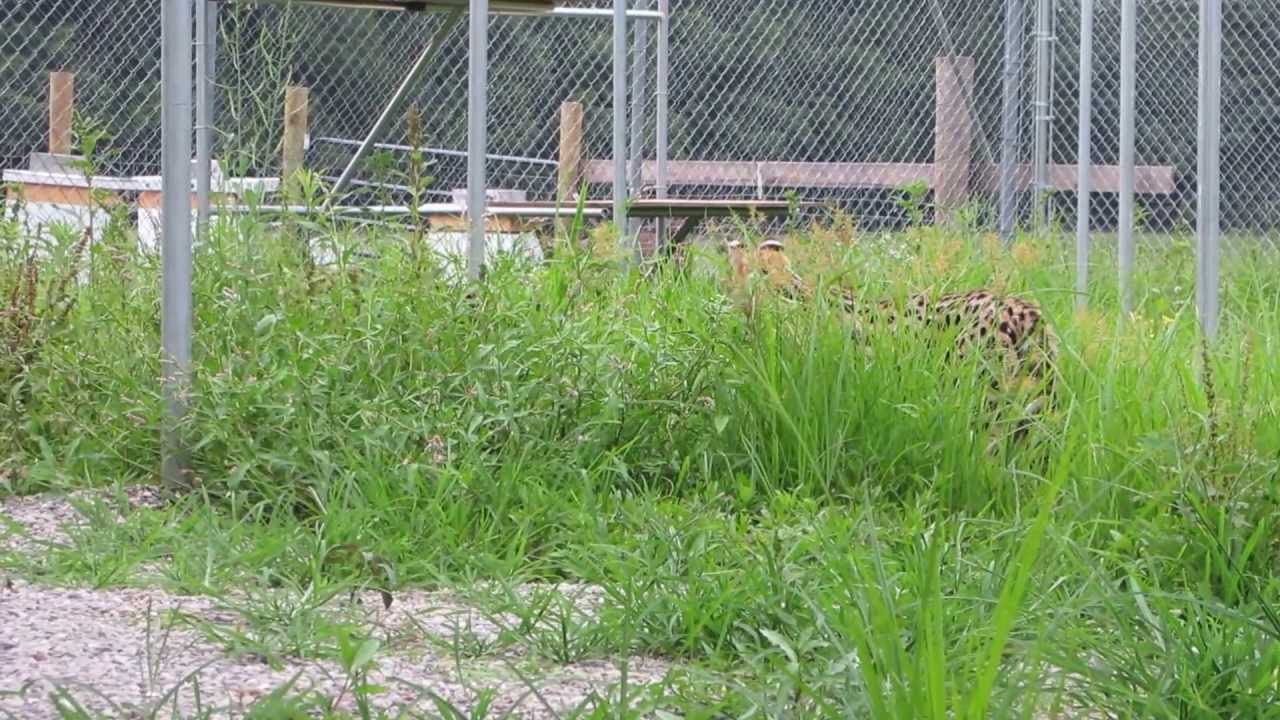 African Serval Cat Breeders- "BONNIE & CLYDE" - YouTube