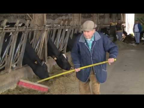 Video: Cum Se Mărește Laptele De La Vaci
