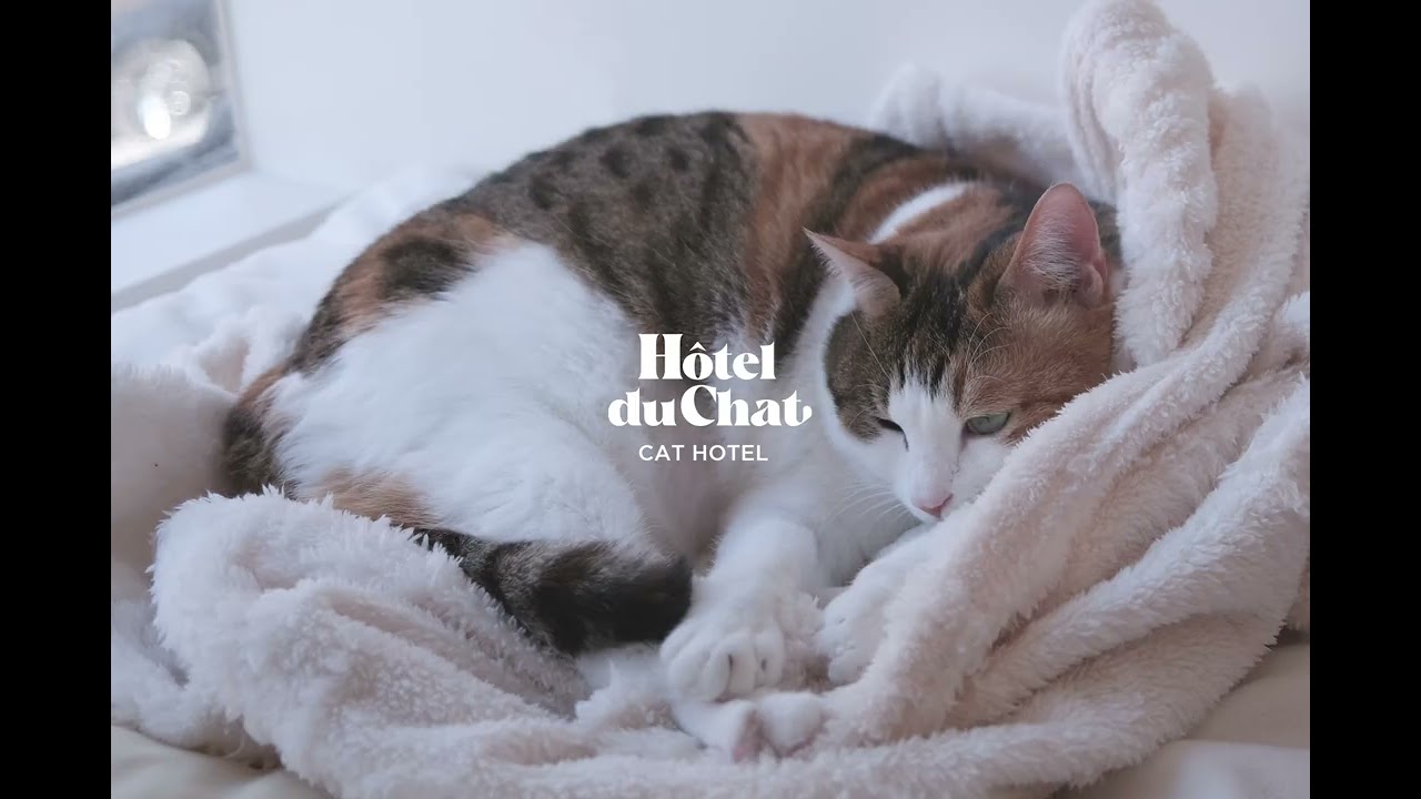 Relaxed Cat January Calm3 | Hôtel du Chat