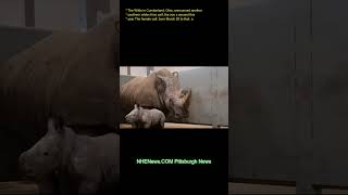 The Wilds in Cumberland, Ohio, announced another southern white rhino calf, the zoo's second this ye