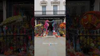 #BelgraviaInBloom is back! 🌸🦋 #shortsvideo