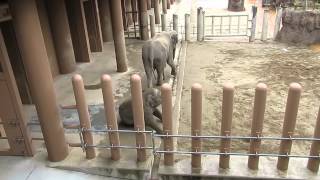 #1 Jan 2015 Asian Elephant at Higashiyama zoo, Nagoya, Japan