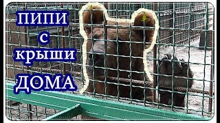 Бесстыжий МЕДВЕДЬ / ПИПИ с КРЫШИ ДОМА / Shameless ...